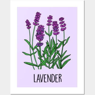 Lavender Purple Passion Posters and Art